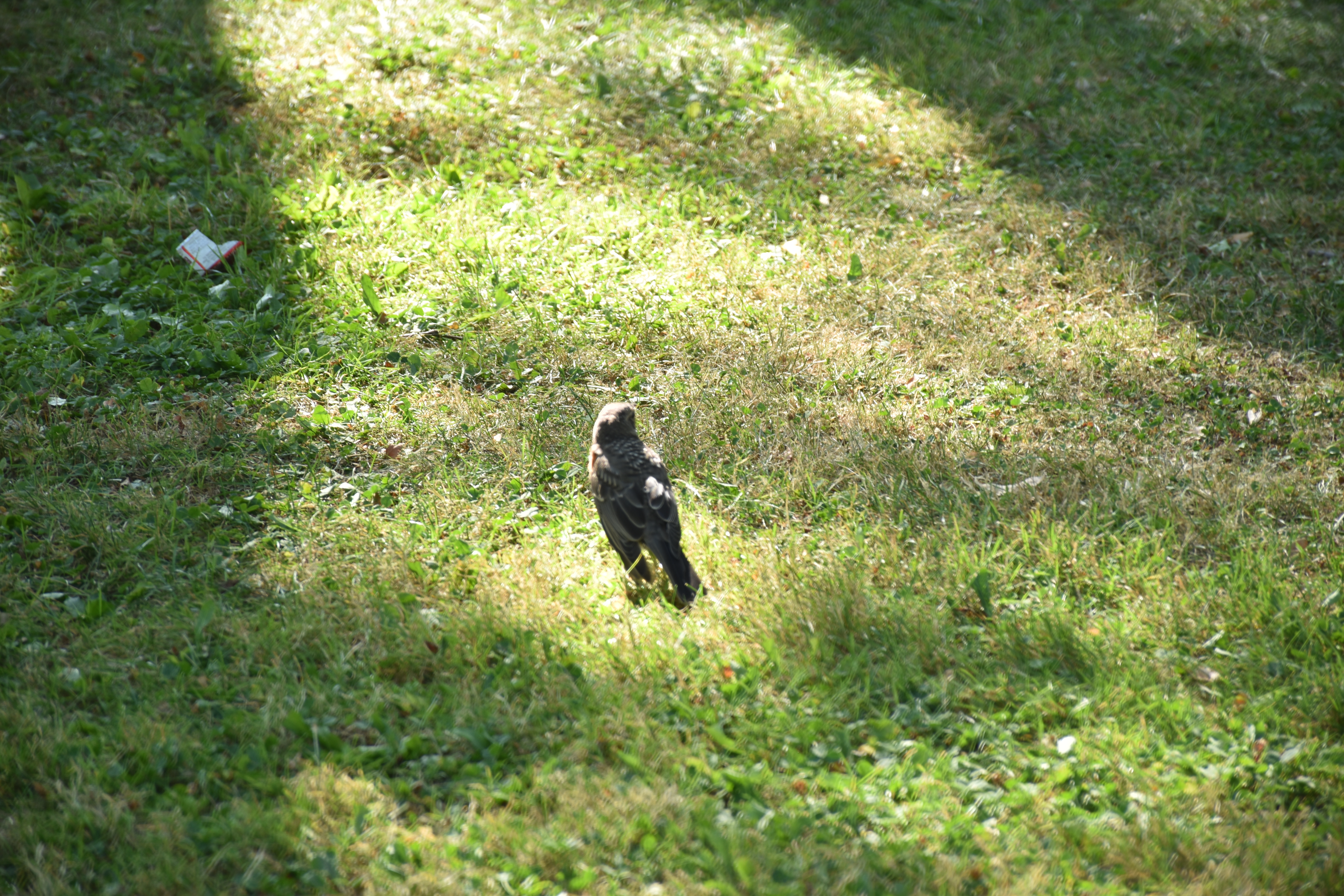 A bird in a patch of grass lit by the sun